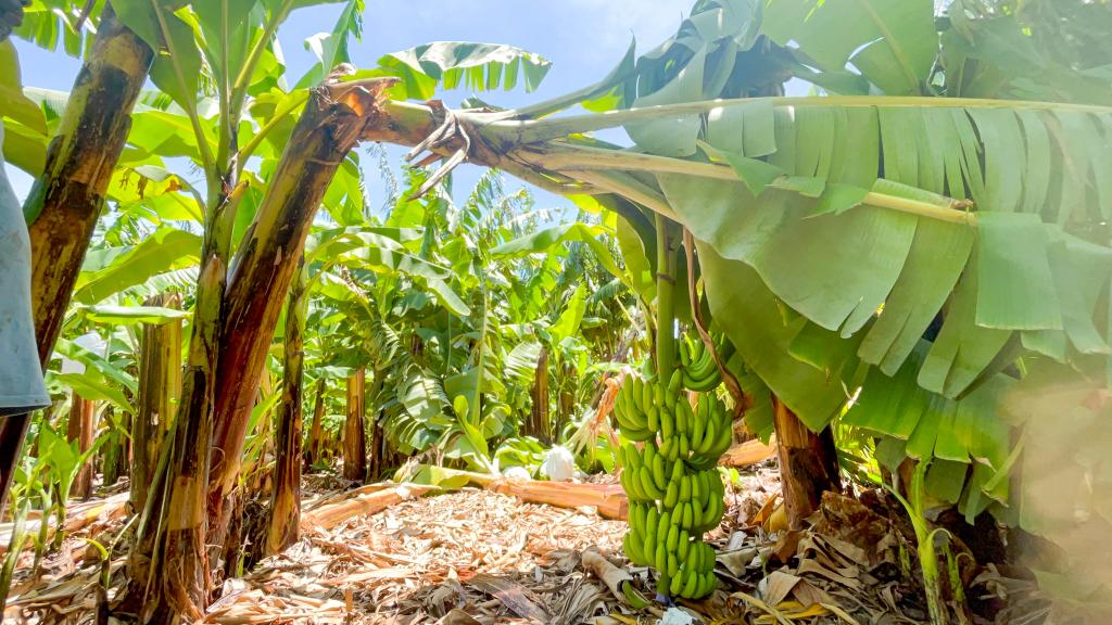 Inespre inicia compra de más de un millón de bananos a productores de Azua afectados por el paso de la tormenta&nbsp;Franklin